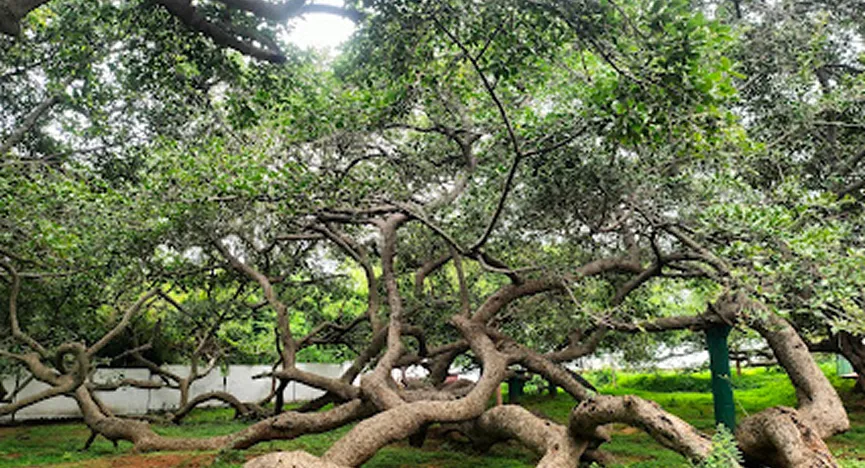 Pillalamarri Banyan Tree