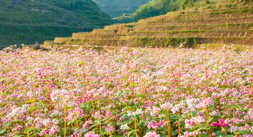Buckwheat Flower Fields