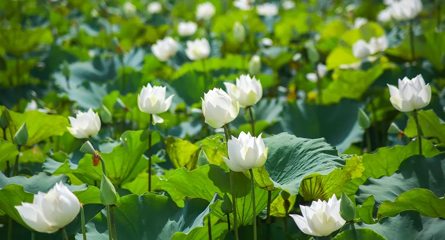 White lotus pond
