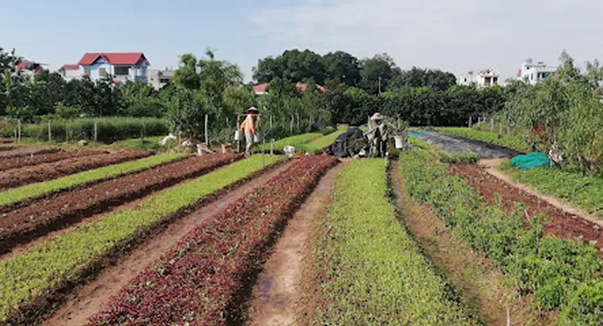 East American Flower Field