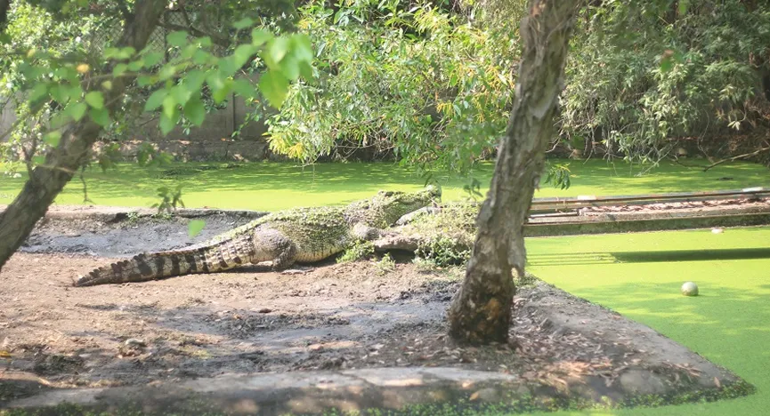 Saigon Crocodile Village