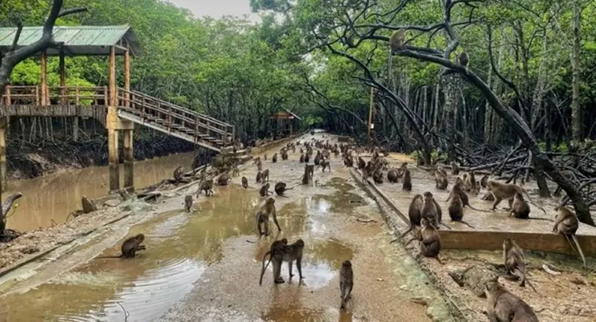 Vam Sat Monkey Island Base