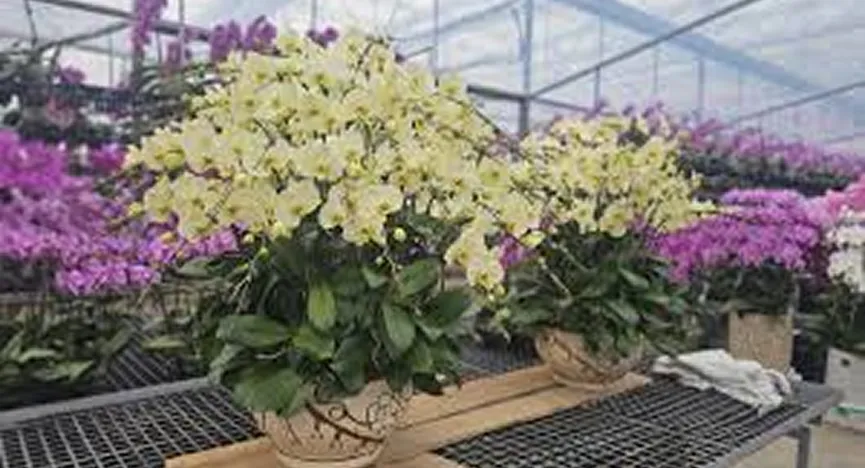 Hai Phong Green Orchid Garden