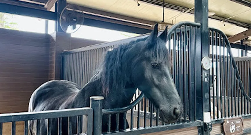 Vinpearl Horse Academy Vu Yen