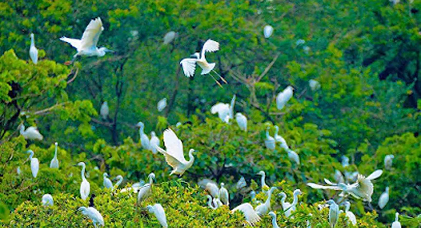 Bang Lang Stork Sanctuary