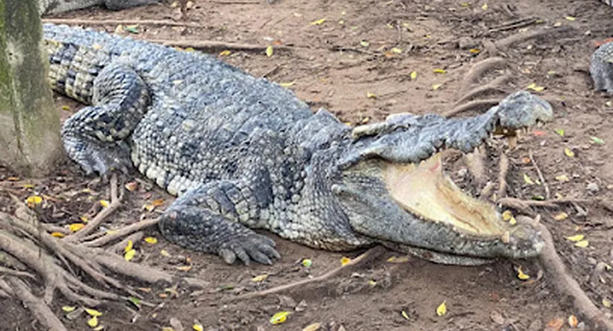 Long Xuyen Crocodile Camp