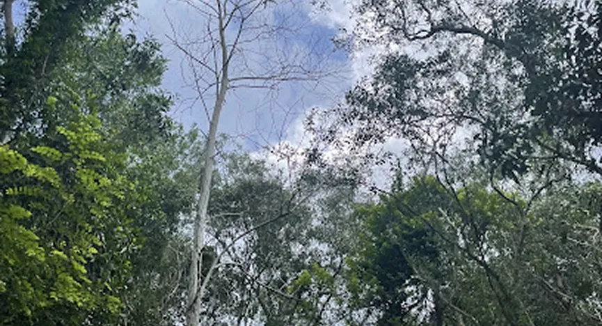 Phuoc Buu Nature Reserve