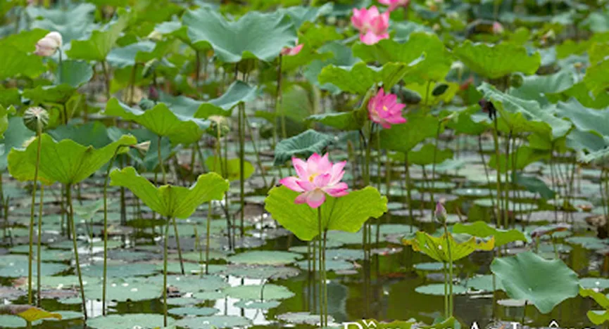 Ao Luong Lotus Pond