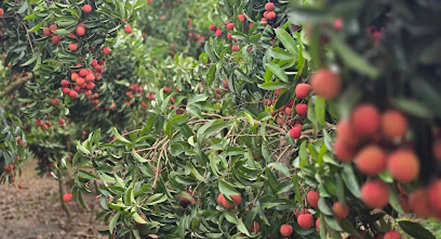 Chu Town Agricultural Market