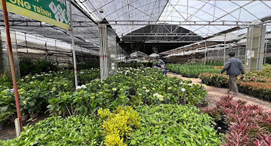 Van Giang Ornamental Plants