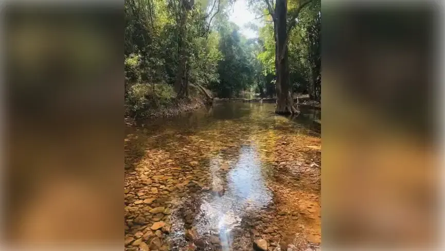 Mamanduru Forest