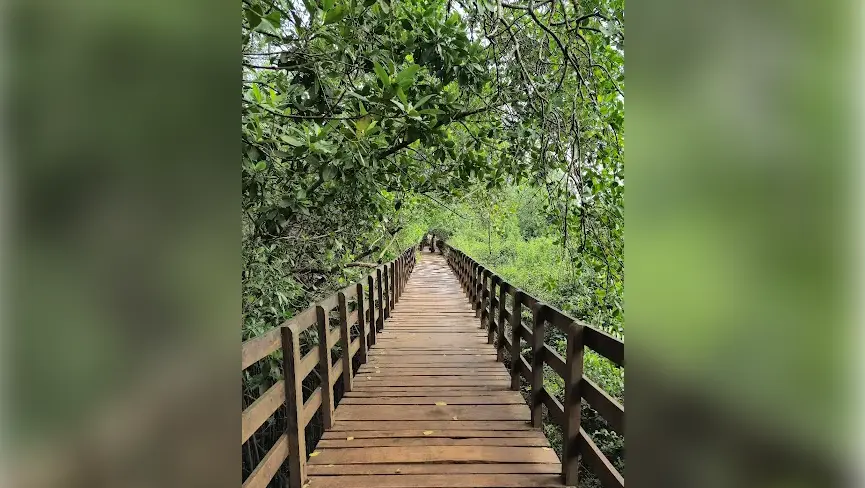 Sharavathi Kandla Mangrove Boardwalk